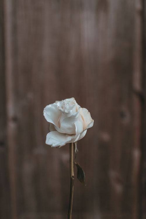 Average Cost of a Funeral Cremation in the UK (2026)