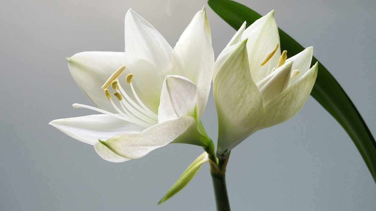 Mulhollands Funeral Directors Carrickfergus | Local Guide 2026