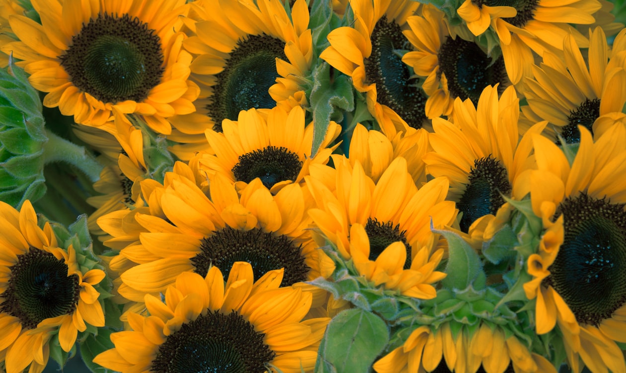 What to Write on Funeral Flowers: Messages & Etiquette