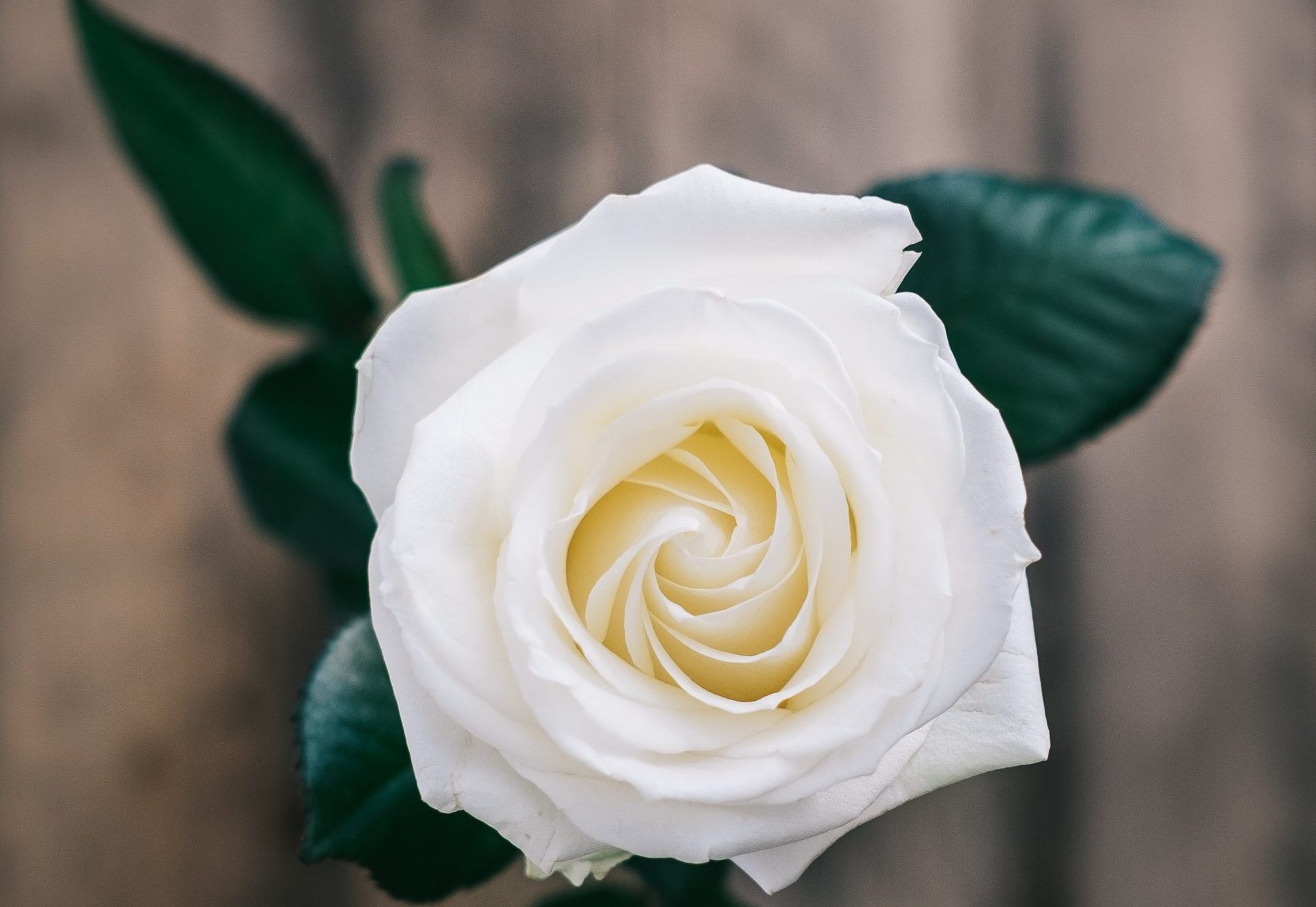 I Did It My Way Ltd logo